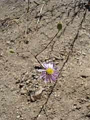 lessingia filaginifolia